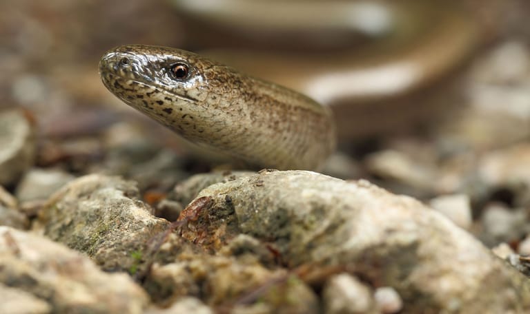 hazelworm