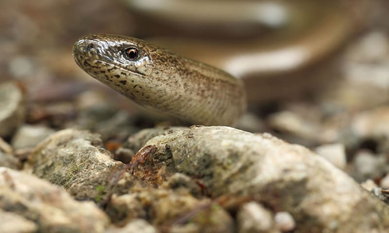 hazelworm