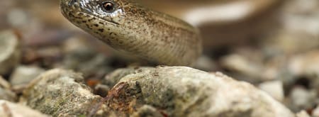 hazelworm