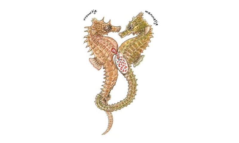 Paringsdans zeepaardje