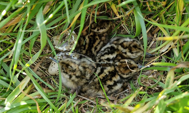 Tureluur nest 2022