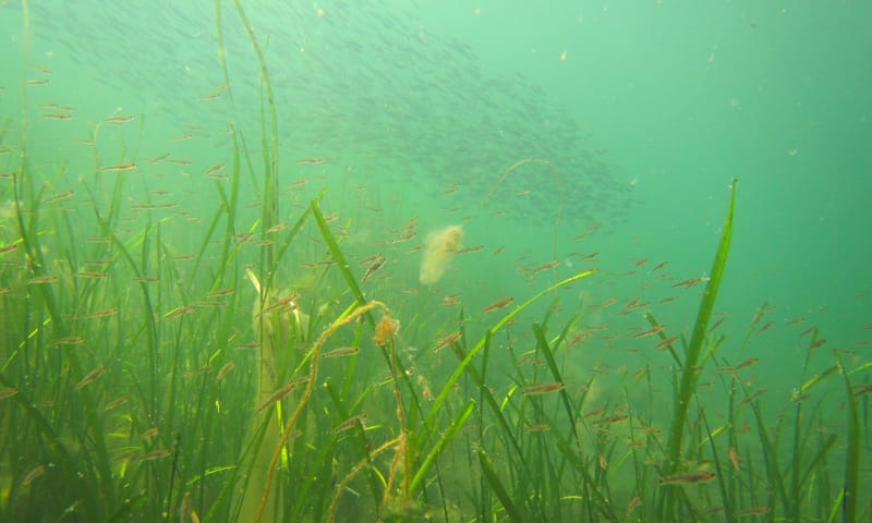 Zeegrasvelden Waddenzee