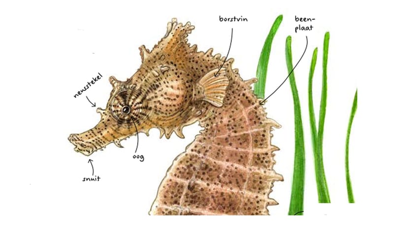 Zeepaardje detail van de kop