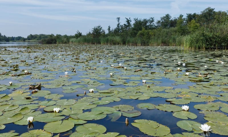 kortenhoefse plassen