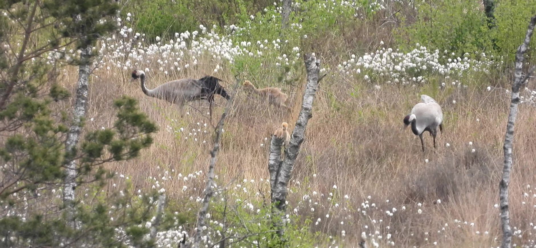 kraanvogelpaar met jongen Korenburgerveen 2022