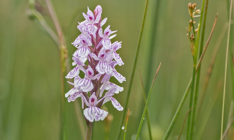 Gevlekte orchis Gevlekte orchis
