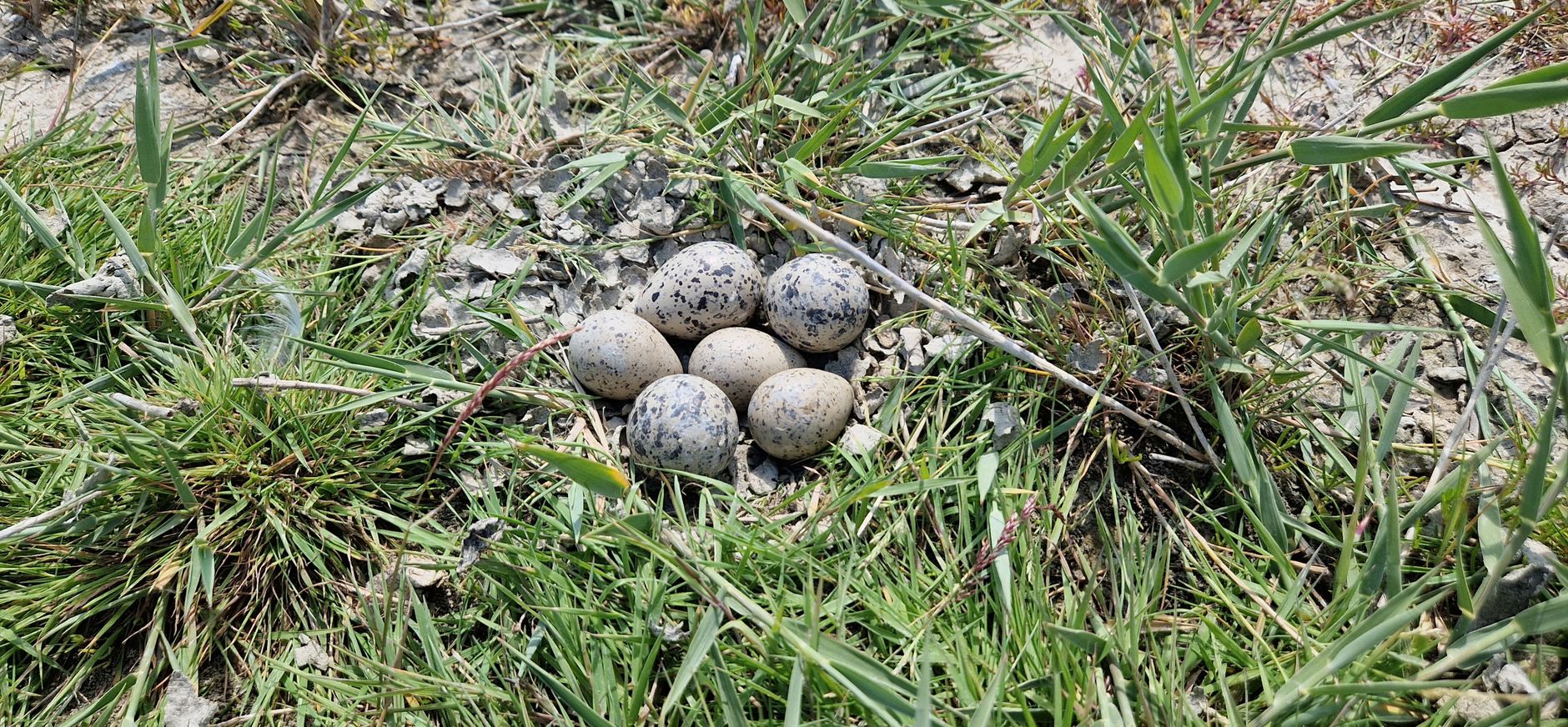 Nest bontbek en kleine plevier