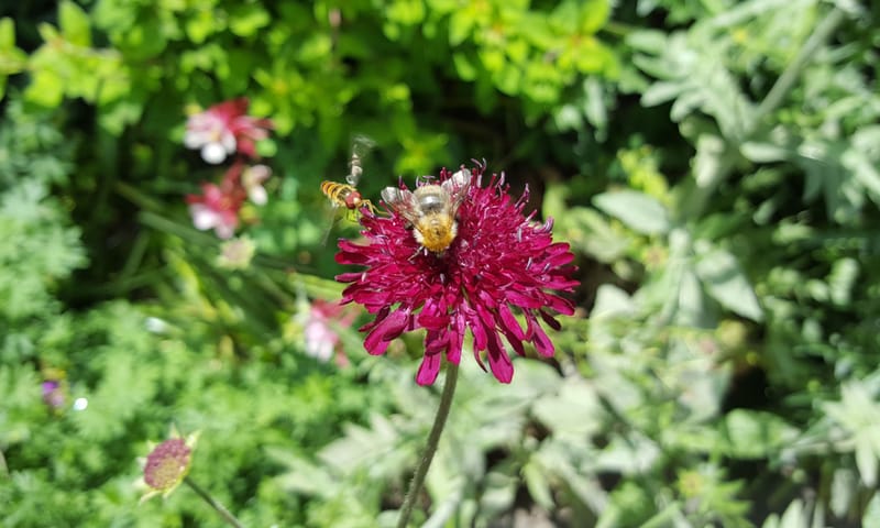 akkerhommel Planken Wambuis