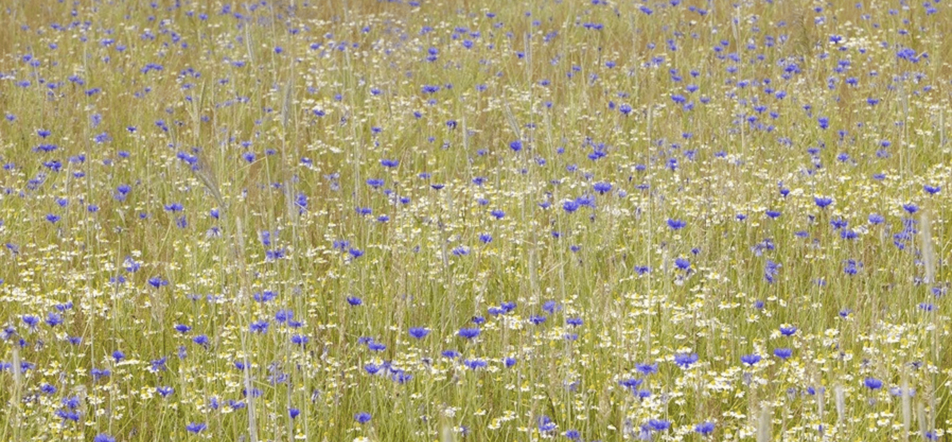 Akkers Corversbos Buitenplaatsen bloemrijk