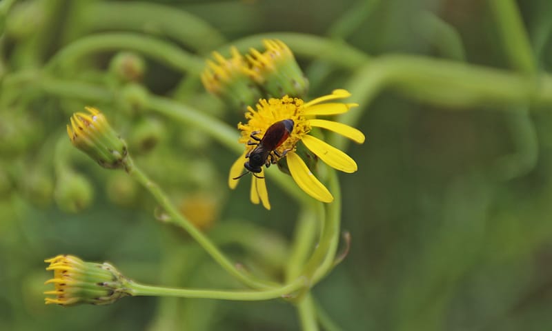 bloedbij Planken Wambuis