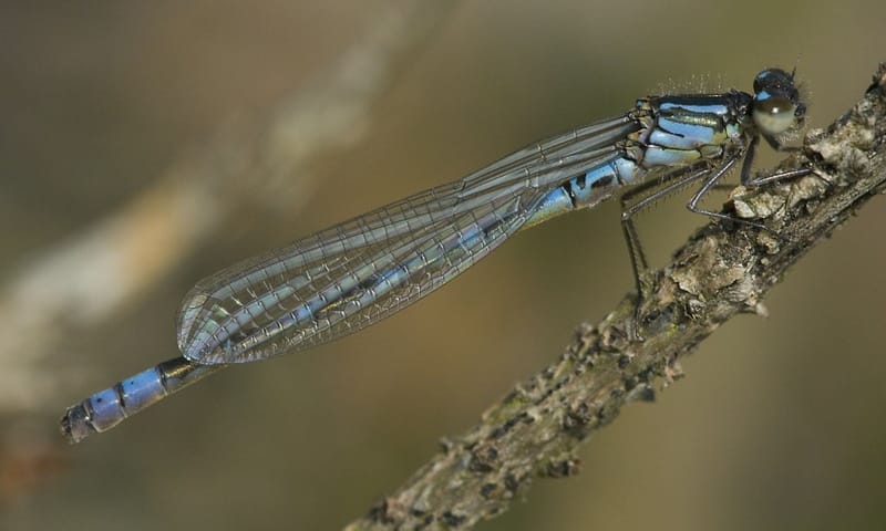 Maanwaterjuffer