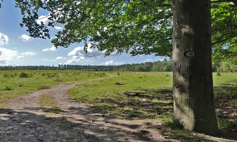 Wandelroute Planken Wambuis
