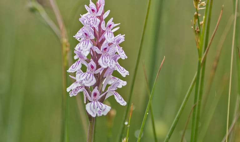 Gevlekte orchis Gevlekte orchis