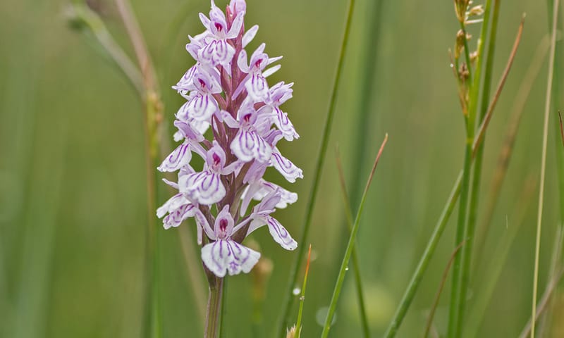 Gevlekte orchis Gevlekte orchis