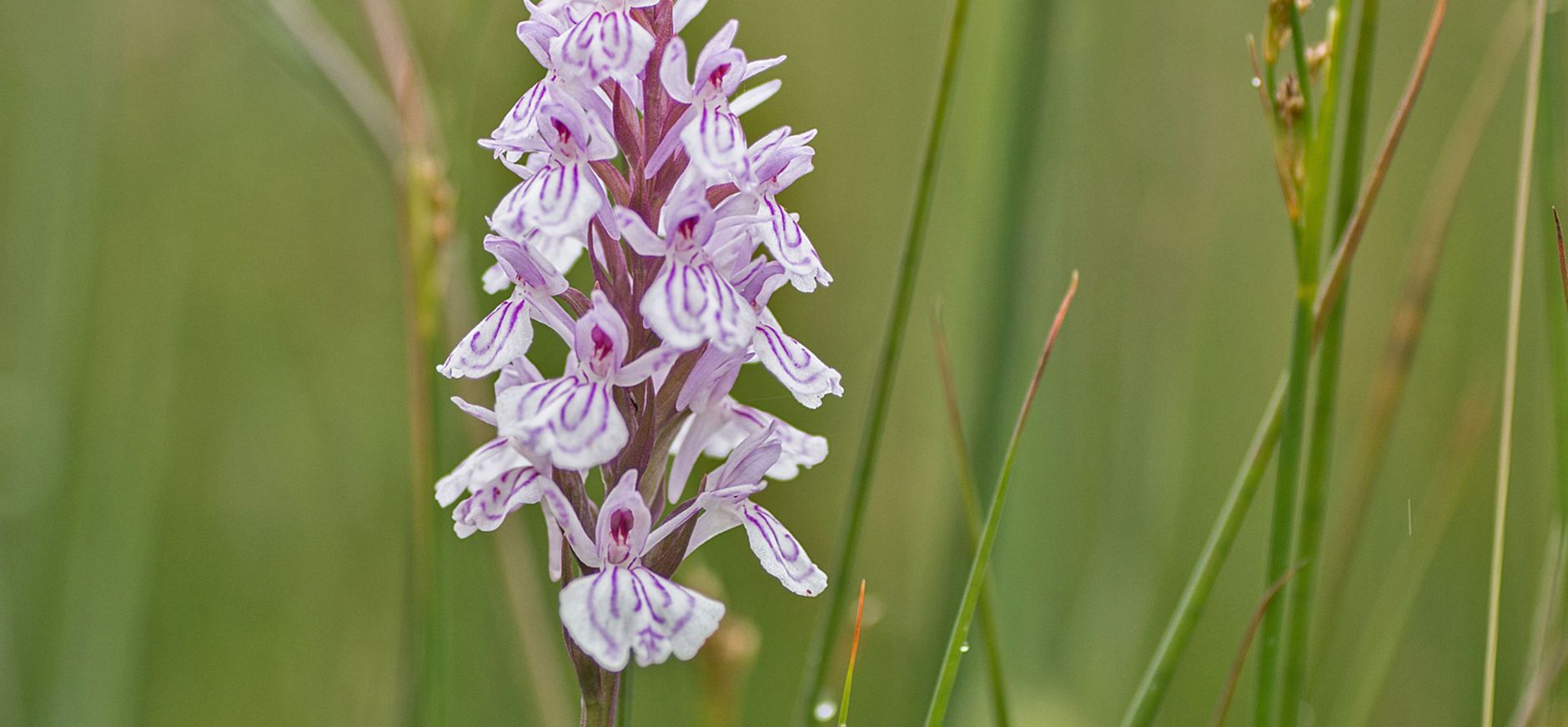 Gevlekte orchis Gevlekte orchis