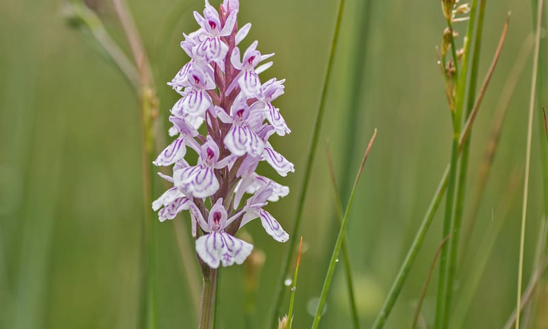 Gevlekte orchis Gevlekte orchis