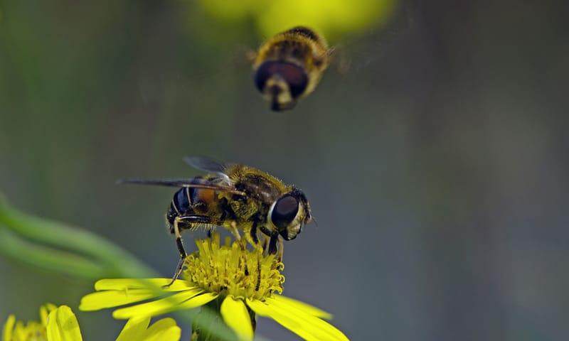 gewone kegelbij Planken Wambuis 
