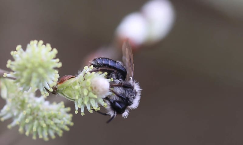 Grijze zandbij Planken Wambuis