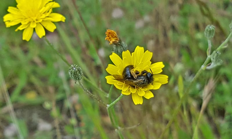 kleine roetbij Planken Wambuis