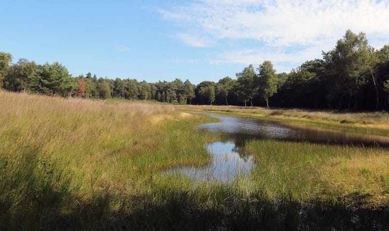 Slenk in grasland