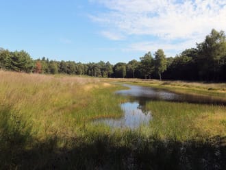 Slenk in grasland