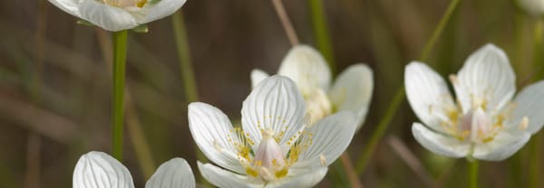 Parnassia