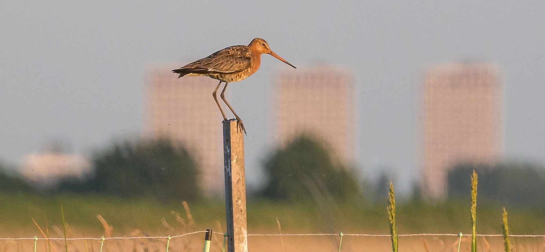 Grutto Rotterdam
