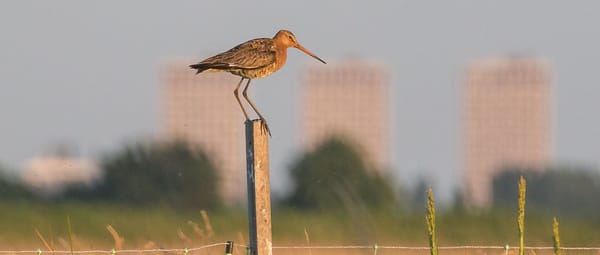 Grutto Rotterdam