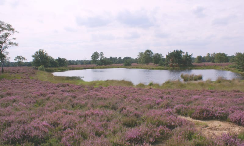 maanwaterjuffer