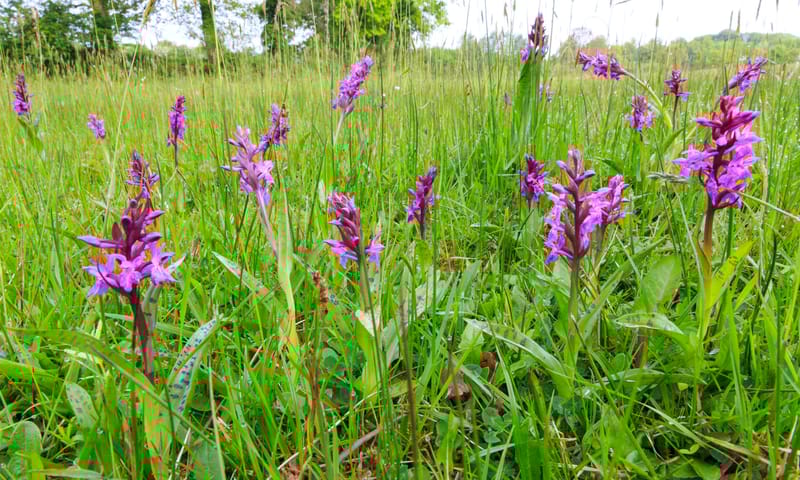 Orchideeën veld
