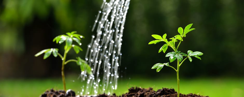 Planten water geven in de tuin