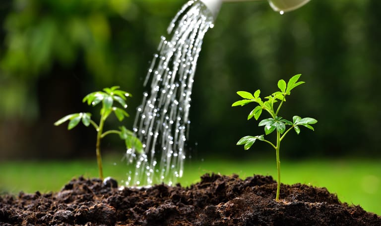 Planten water geven in de tuin