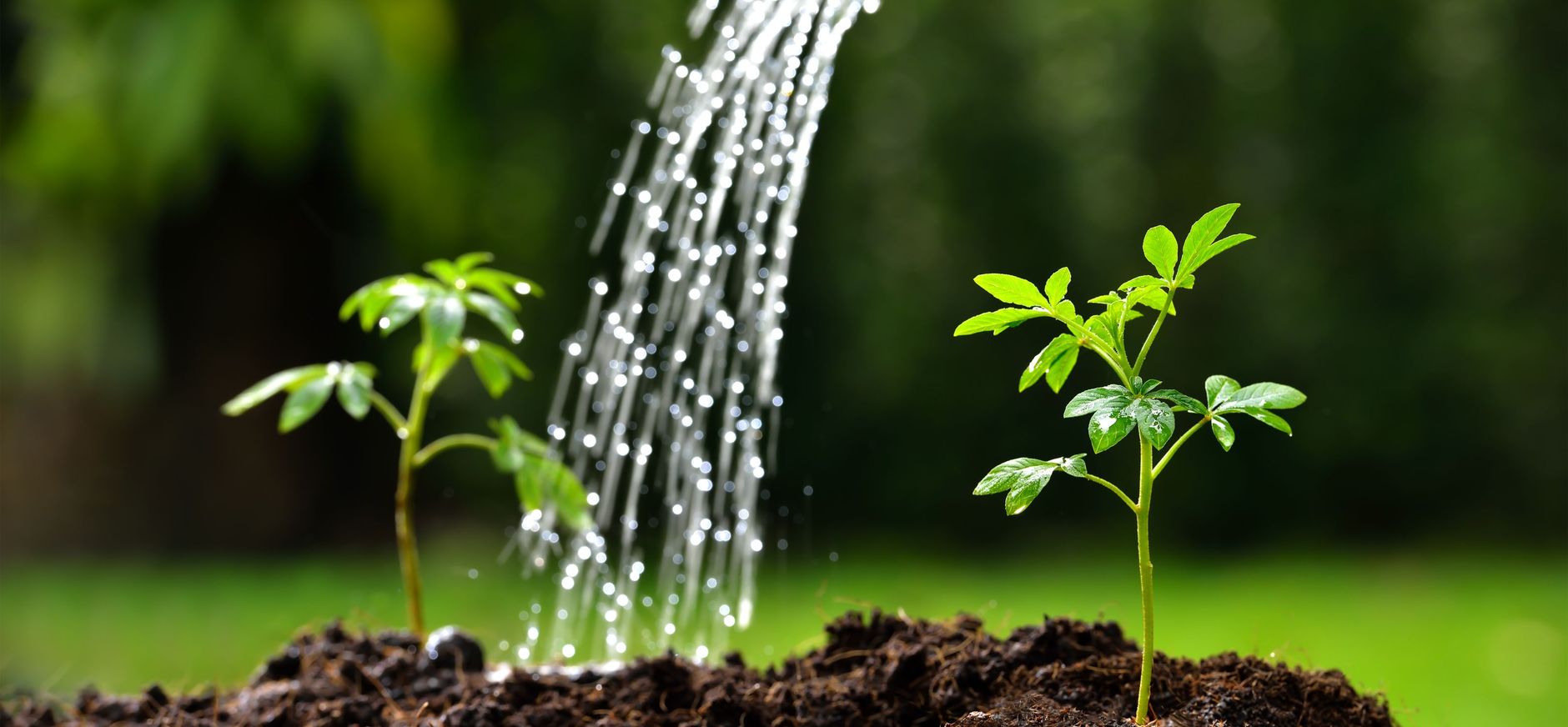 Planten water geven in de tuin