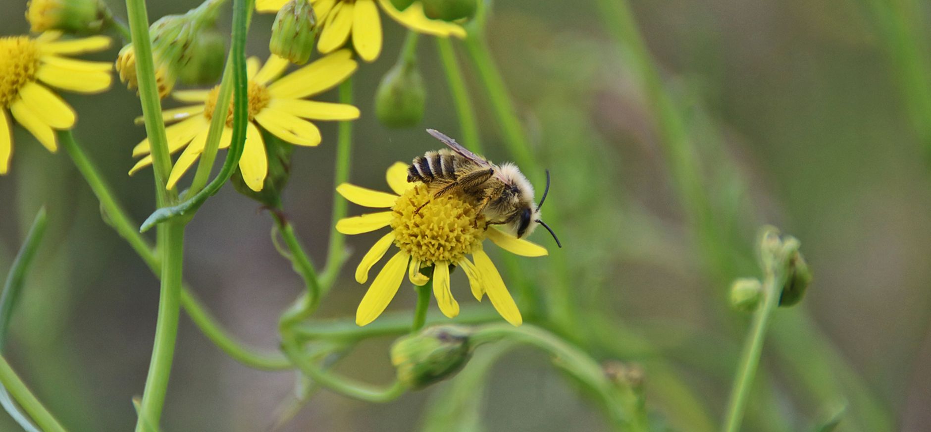 Pluimvoetbij Planken Wambuis