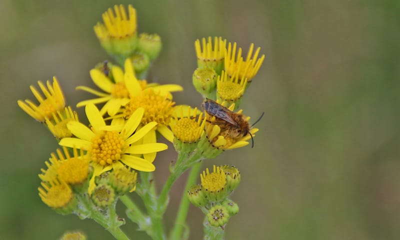 pluimvoetbij Planken Wambuis