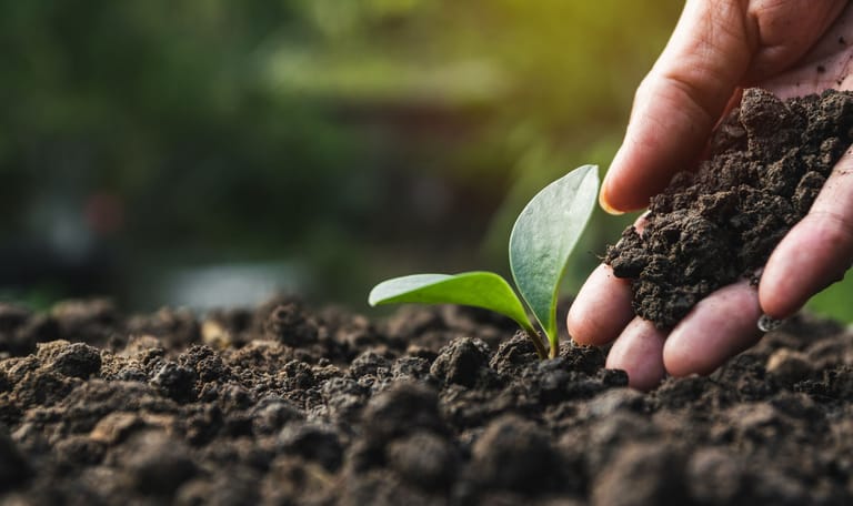 Bloemen planten potgrond