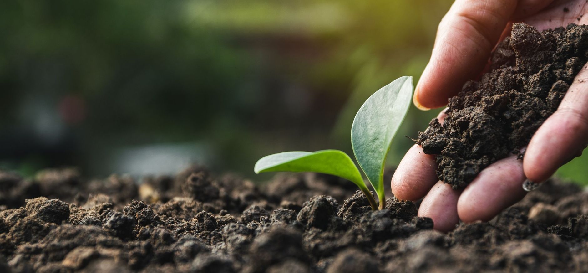 Bloemen planten potgrond