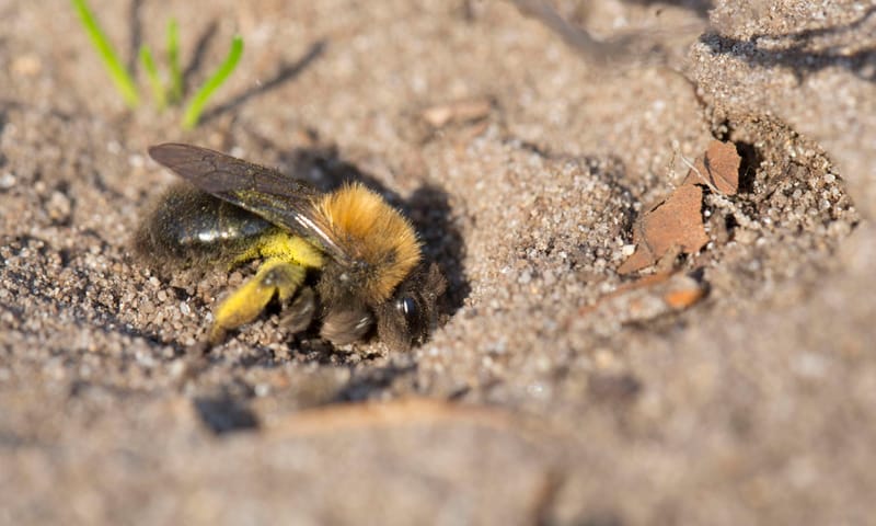 zwart-rosse zandbij Planken Wambuis