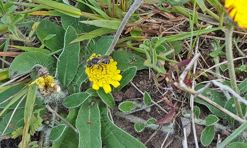 bandgroefbij op muizenoor Planken Wambuis