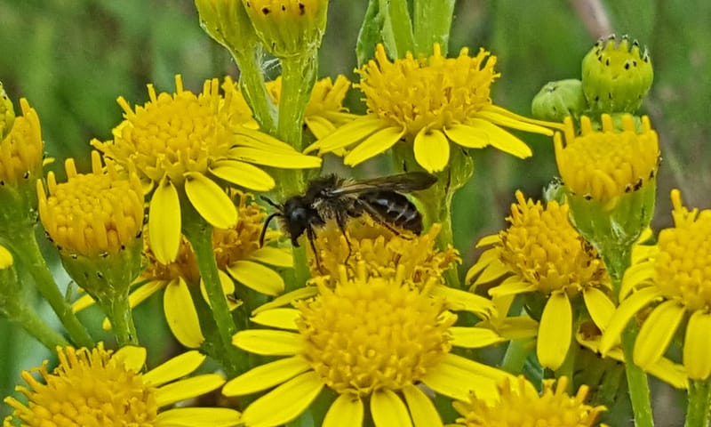 kruiskruidzandbij Planken Wambuis