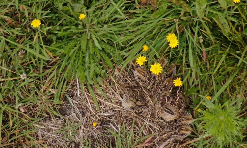 kwartel op nest