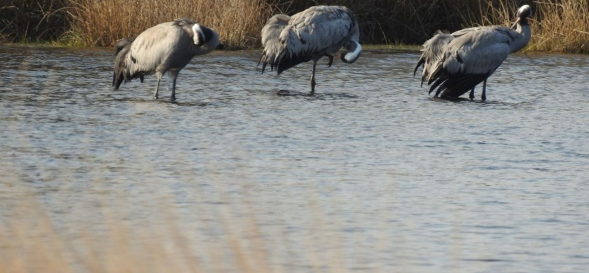 riki munzebrock kraanvogels