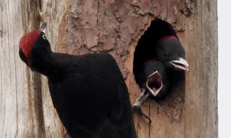zwarte specht riki munzebrock