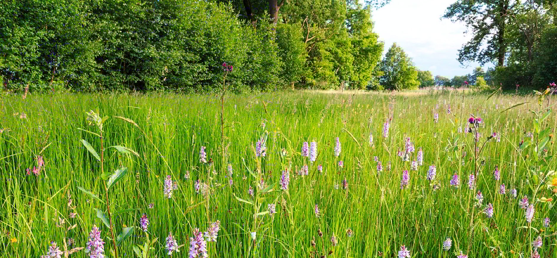 Brede Orchis in bloemrijk grasland Brede Orchis in bloemrijk grasland