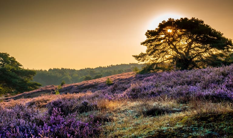 Brunssummerheide