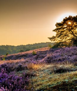 Brunssummerheide