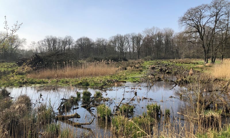 klimaatbuffer Laagbroek