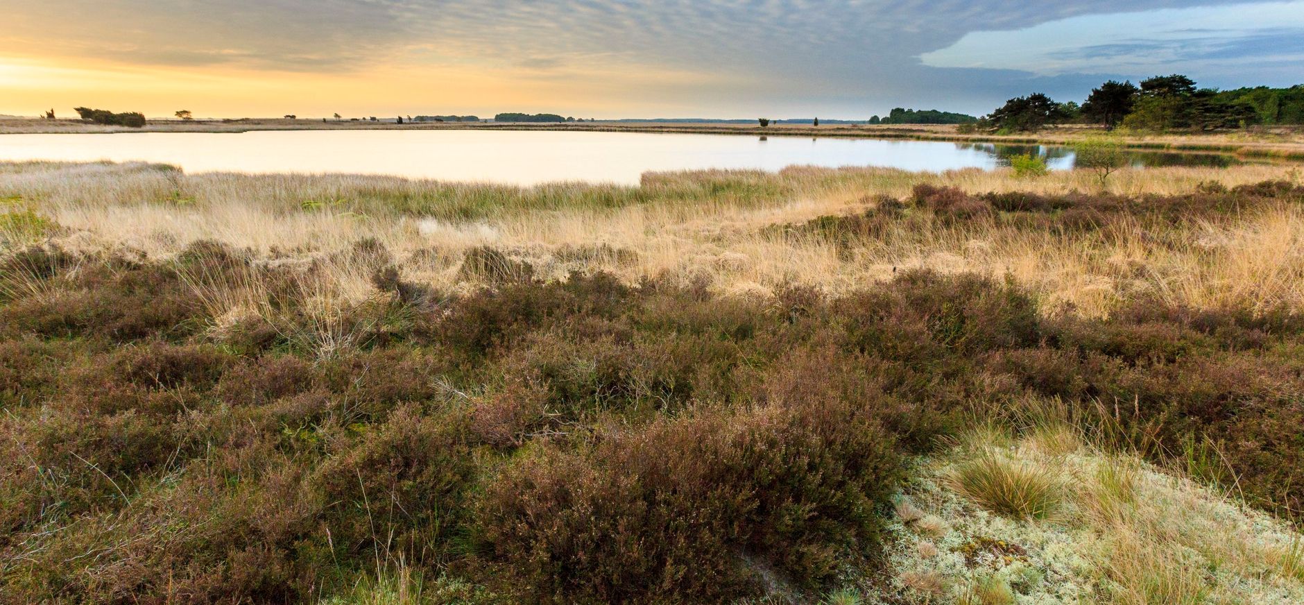 Heide met gras