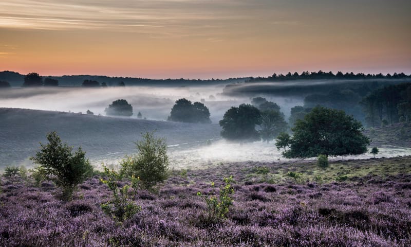 Bloeiende heide op de Posbank Veluwezoom