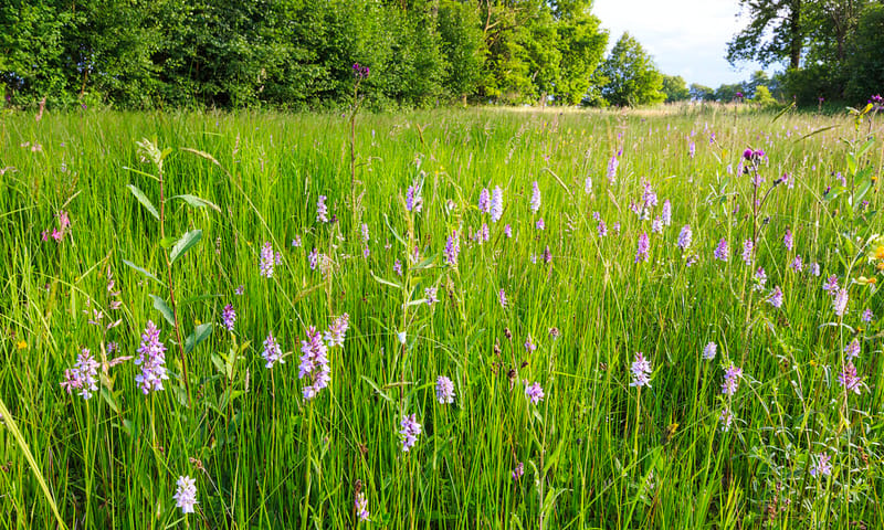 Brede orchis in bloemrijk grasland Brede orchis in bloemrijk grasland